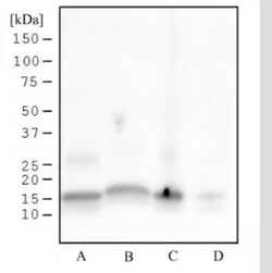Histone H3, p Ser28 Antibody (117C826) - Azide and BSA Free, Novus Biologicals